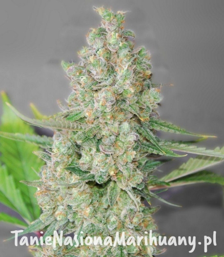 cc9a14bc66833cbb52fa0e9d5db1040b