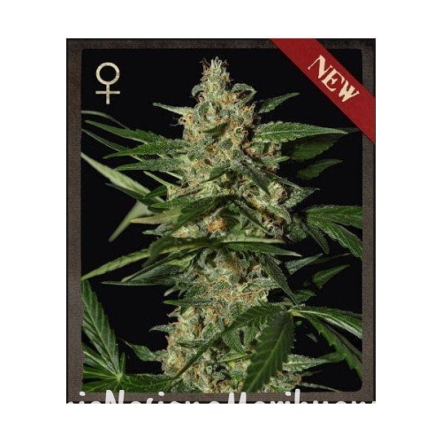 ccc526c5961669406ba0e919dd677eb3