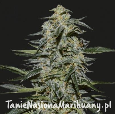 cd06be4eb4e85939a5a8632706ff40aa