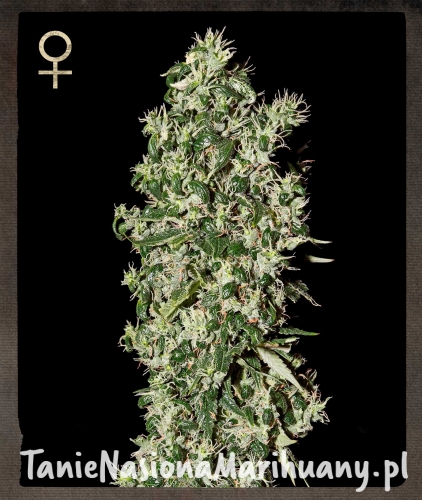 cd1209ba08c5630831c938433bcd6cd0