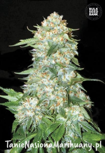 cd603a5e73e61e1abe42084ff401b653