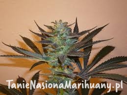 cdb6eb260fd51dc71a7cca5790a9ce0b