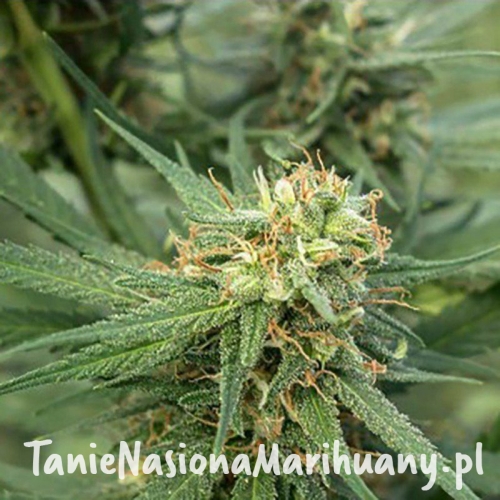 cdbd94c8f7802d41d894ffe97c531bea