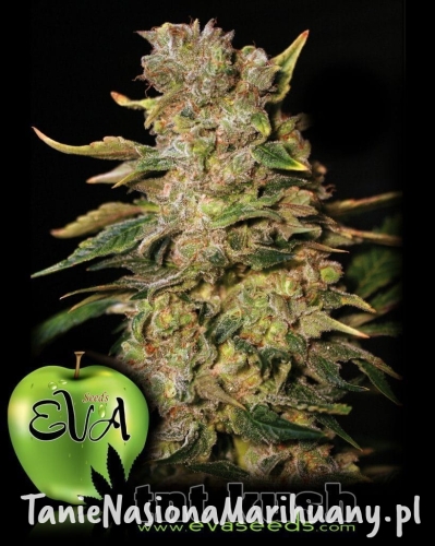 cde5e2772a7a4c19b21d4d06204c32a0