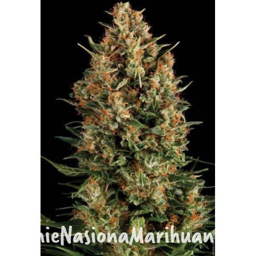 cdeecdb071626954fdd561cf42a349c7