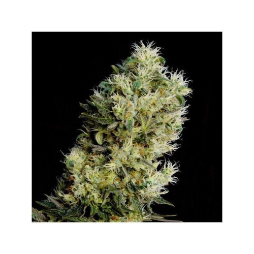 ce002697936b57051fd0140a14eeb212