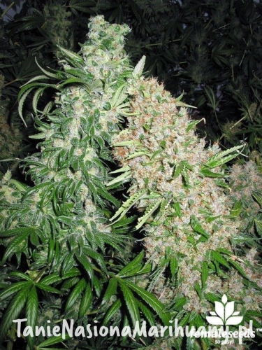 ce42595c893791235491ab6bc7add713