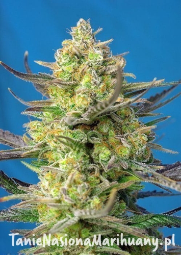 ce449deaa3a7727e8020955594ed0d72