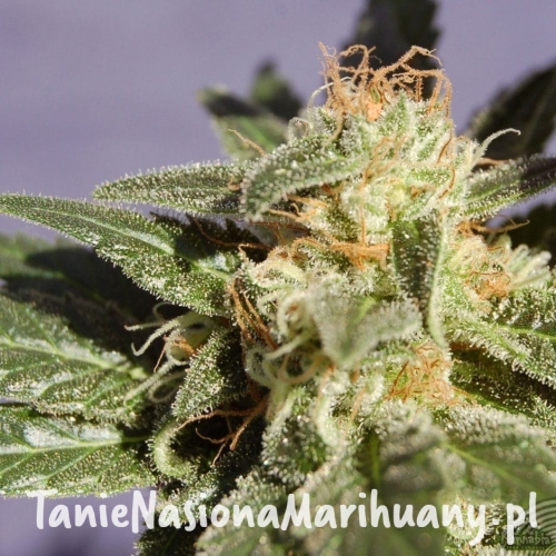 ce80f0d44bd54870fd71ce8060a34b54