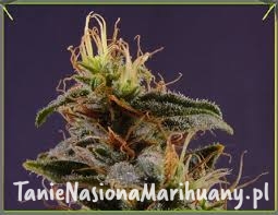 cec9013fbd69ba75a1986915a1037823