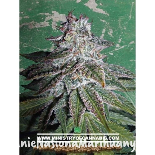 cecf4b1e7a963e4be748a66c91c61b0a