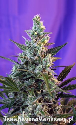 cf0ba62892f81c55a656b269cb3e3d63