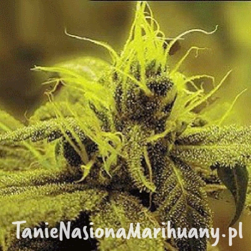 cfe888d1353f794b08f8ec51f019afcc