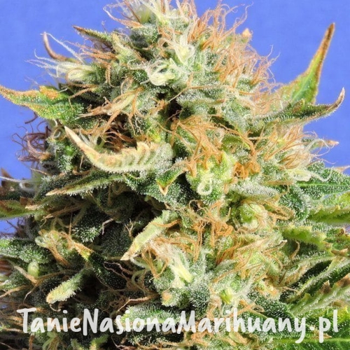 d04eb0ca6a863ee244c94c8520e6ce1a