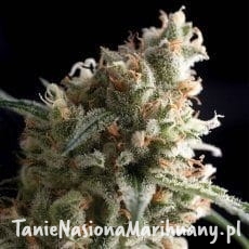 d1317e37a5dc172ec785d601da87c511