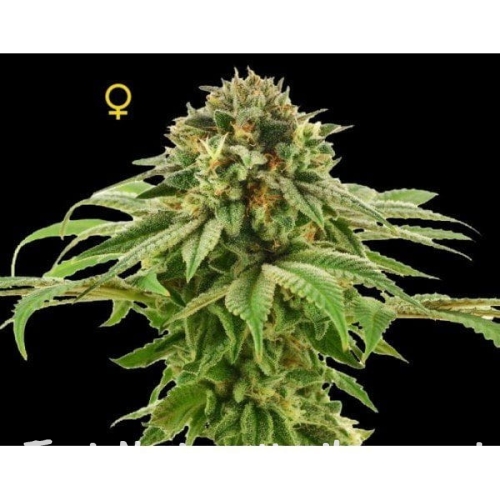 d19773959ef871753b0425474d348568