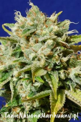 d1c5459109111b54b5eeae5da4737754