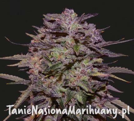 d1f223fc45b391435e442e349dbba9aa