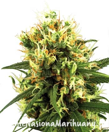 d1ff5228755d22eb1b93f349b3ba1ffd