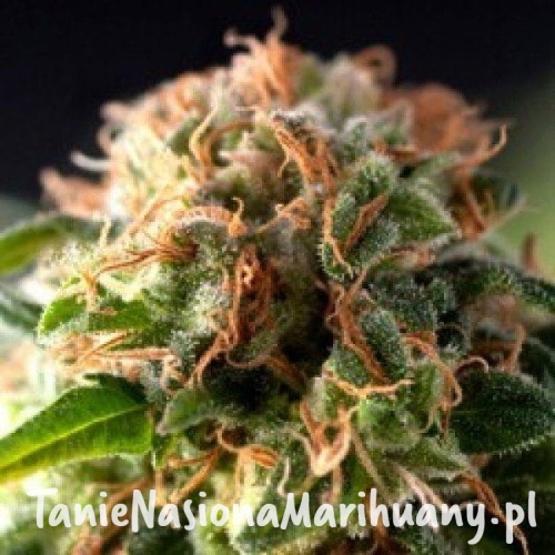 d264a3c0ff257a61e513fd80950511b7