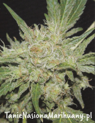 d2864e823b651d29b18dd39d4ebad026