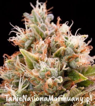 d2b48671e2be34bf022ac5feaf17b5db