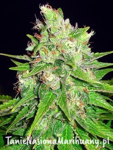 d2bbd733acbe45dd5f7c464cf0308ce1