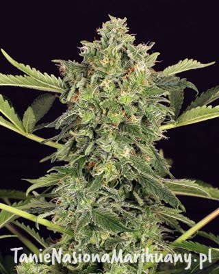 d2e153bdcec34dfab202125608daffb1