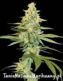 d2fe43600b1dc8dbf297d9b9e08ebb42