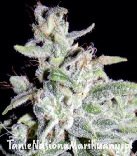 d310d2c2d0afb1288ee76317711c99f4