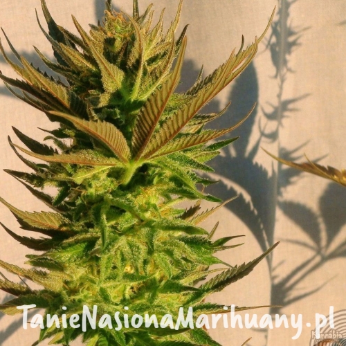 d3d84f7e77cd3233e88e6f4e1e61c955