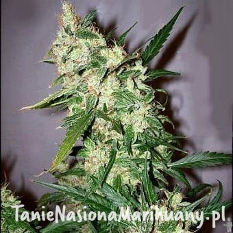 d47128669ede2e61d2ca206445e503eb