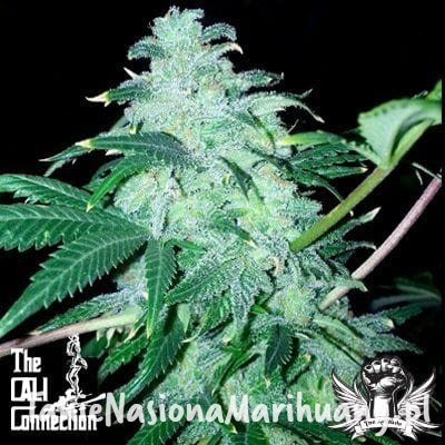 d49fbe1b6b74e08cc697fc471e356f9b