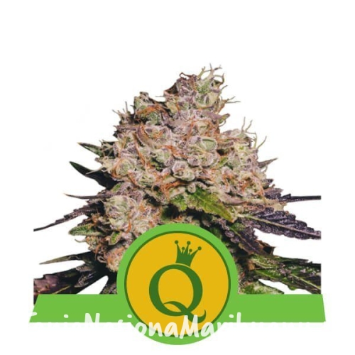 d599e5ee838a795ff82c8b543b7ef960