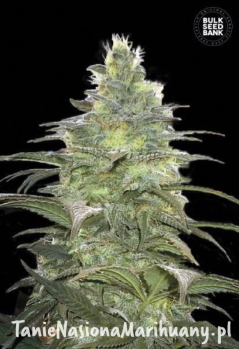 d5b5f8640a4ce087656b11c5b2bcb911