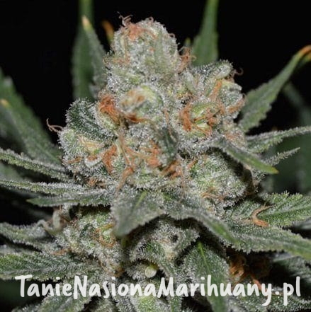 d5beefa86a7c6080f1cfc6a2c70f50c6