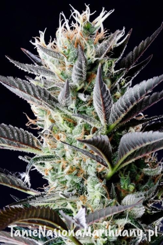 d5befd57aee8edfd7d4512b66c1b06fc