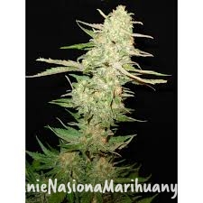 d67188f49d111a8ff190d53e71be1d42