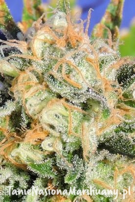 d6d0aa07849b55e3f1a764db62dcb09f