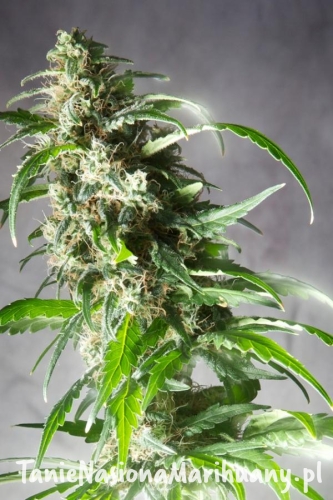 d6dd09481ba2ccc7ea9f13c5c5277629