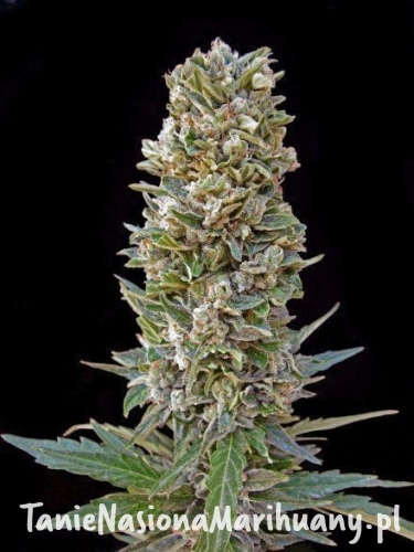 d73a824248840d329f676d40da7aea69