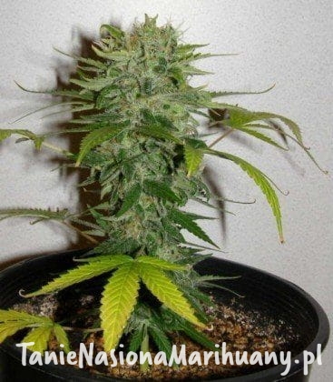 d78b0934dac10f12b0a3bbb421f67d05