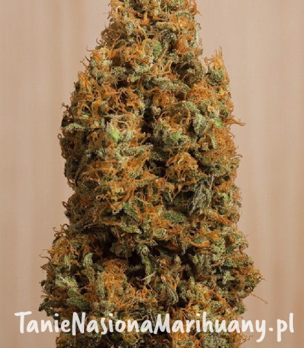 d7bfa4df1b6359607bd0223e1104cf9d