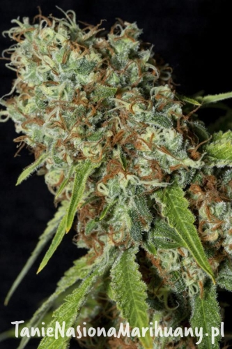 d8ad2f0c23d3daa779210e3a2cb7adcf