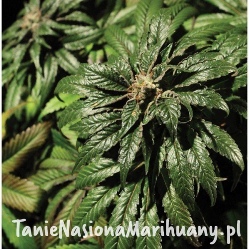 d929044ba27fcde478e35649fcf99b14