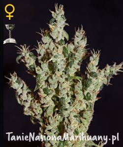 d92980aad07b314014abe00139f5c9f1