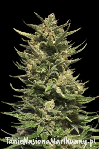 d97a15f99b196c1b9c40d684c8a202ef