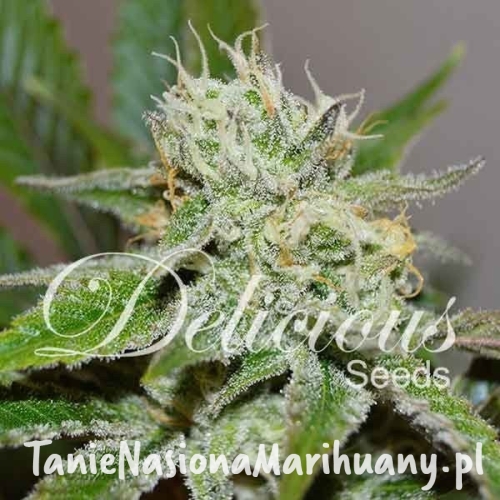 d99896a9c9046d1adc5d515d904f27d5