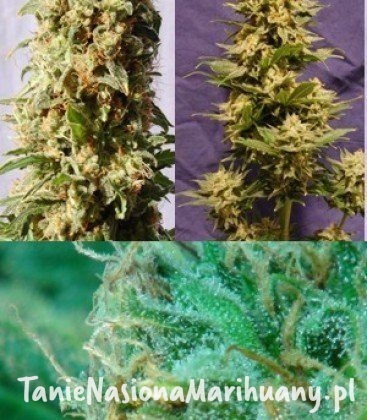 d9e943d44f05b21917832641cbabee6e