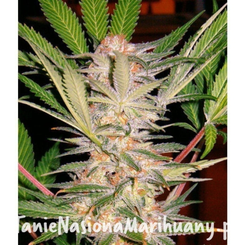 da4b32a31564a9081875ef802165c897